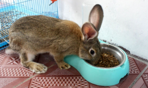 兔子总是偷猫粮吃为什么