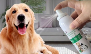 狗狗体外驱虫可以用杀虫粉吗