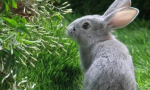 野兔喜欢吃什么草
