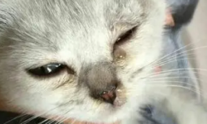 猫咪流眼泪用什么药治疗