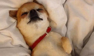 为什么狗狗喜欢躺着睡