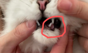 猫咪牙龈红肿是因为什么引起的