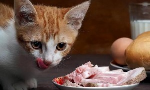 小猫为什么不能吃肥肉