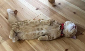 猫为什么不能睡地板