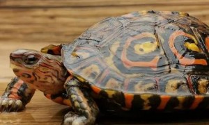 木纹龟和黄缘龟哪个好养