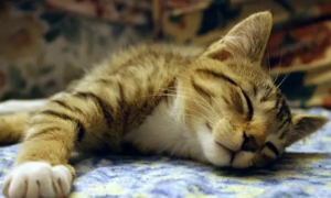猫咪经常做梦正常吗为什么呢