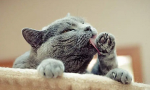 为什么猫咪吃爪爪会叫呢