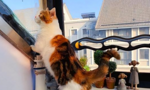 为什么猫咪趴窗户前面