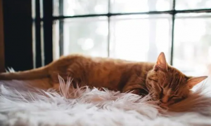 为什么猫咪喜欢独处睡觉呢