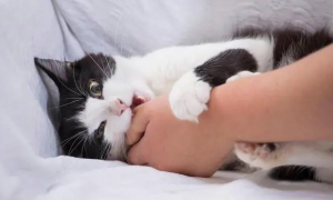 猫抱着你咬还拿脚蹬是为什么