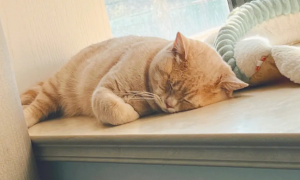 猫咪为什么喜欢小角落睡觉呢