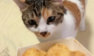 猫咪泡芙不能吃的原因是什么