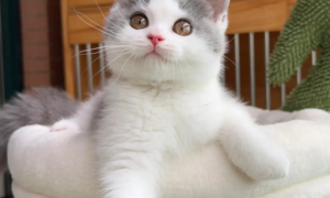 蓝白英短猫寿命多长