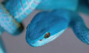 蓝色靛青蛇是什么蛇