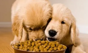 如何把狗粮喂养给狗狗吃