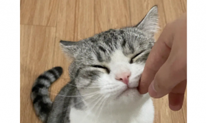 为什么猫咪用手蹭脸
