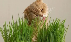 猫草怎么给猫喂