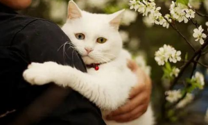 为什么抱着猫咪会大喘气呢