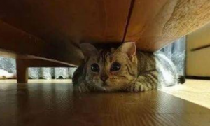 猫咪躲床底是因为什么