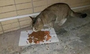 小猫能吃龟粮吗
