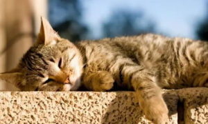 猫咪晒太阳为什么会中暑的原因