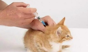 猫咪驱虫疫苗多少钱一次