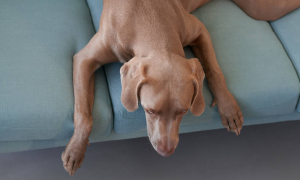 为什么狗狗喜欢扒沙发底