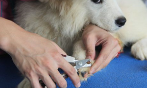 宠物狗可以剪指甲吗