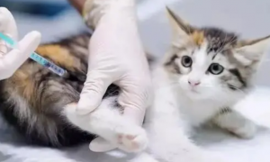 为什么猫咪打疫苗还要隔离呢