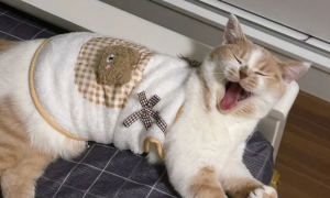 猫咪睡觉要用衣服吗为什么呢