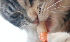猫咪为什么能闻到玉米肠味道