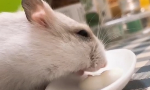 仓鼠能不能喝酸奶