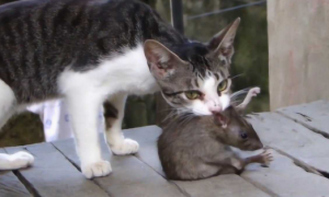猫咪为什么要去抓老鼠呢