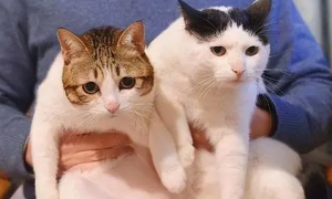 能养两只母猫吗