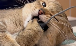 猫咪为什么变得爱咬东西了