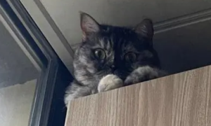 猫咪为什么喜欢爬到柜子上呢