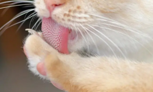 猫的舌头上为什么会有小刺