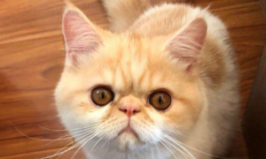 猫咪眼睛肿是因为什么引起的