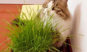 猫草是不是猫薄荷