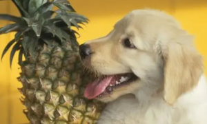 狗狗可以吃菠萝吗为什么呢