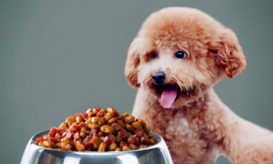 狗狗一个月可以吃狗粮吗为什么