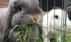 幼兔能吃什么草