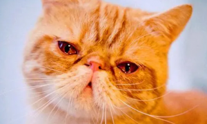 猫咪哭是因为伤心吗