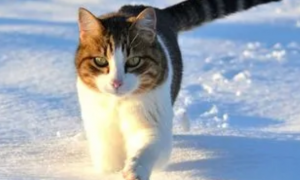 小猫咪为什么怕冬天呢怎么办