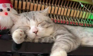 猫咪为什么不听歌就不睡觉了