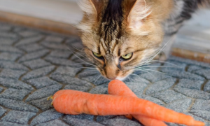 为什么猫咪总吃胡萝卜
