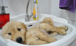 宠物狗多久洗澡