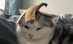 猫咪戴香蕉头巾怎么回事