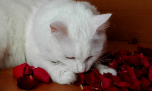 为什么猫咪啃玫瑰花瓣