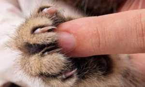 猫咪指甲为什么竖着剪呢